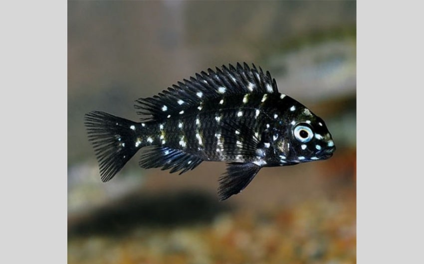 African Cichlids