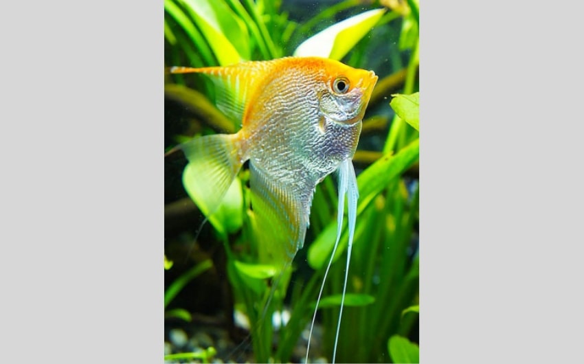 Angelfish