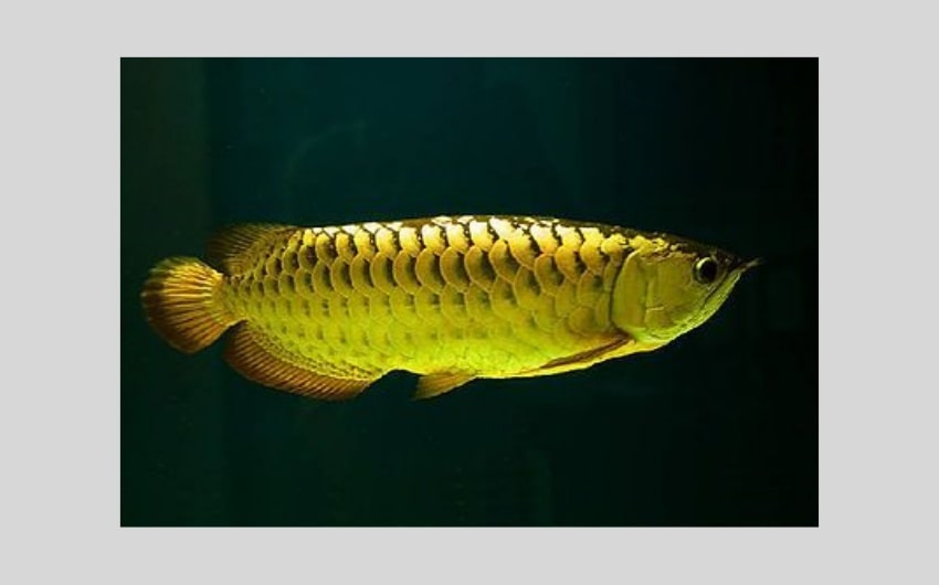 Arowana