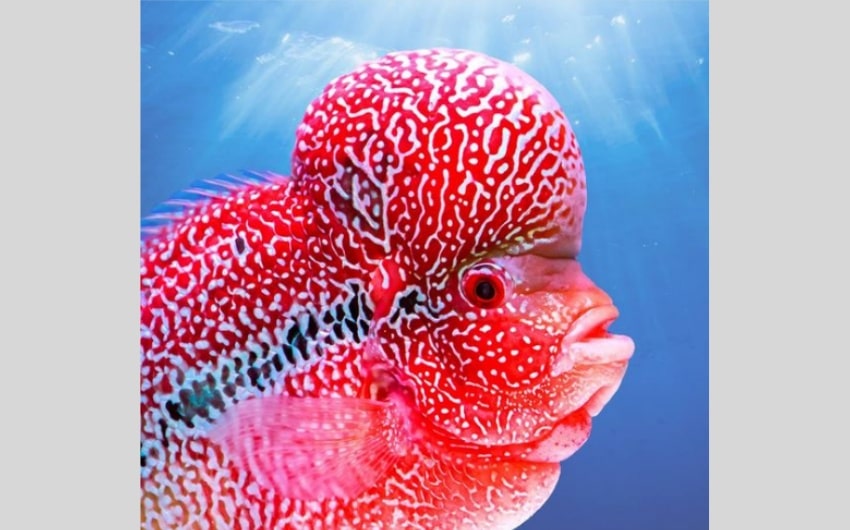 Flowerhorn Cichlid