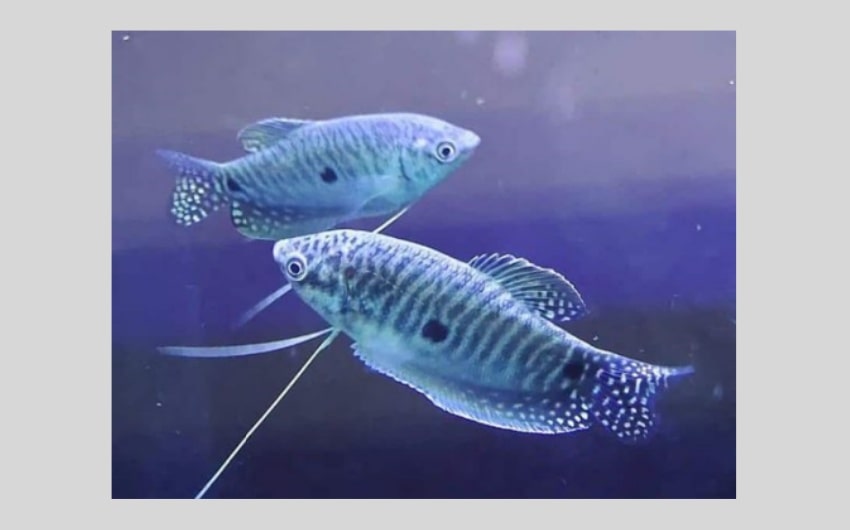 Gourami