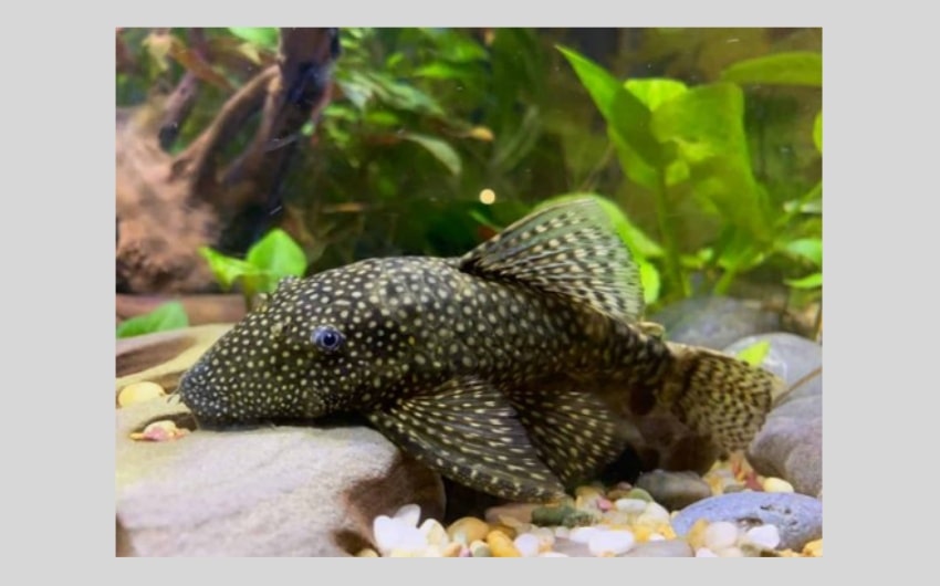 Plecostomus