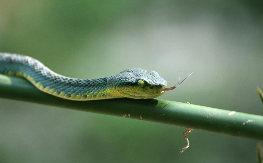 Japanese Boy Names That Mean Snake