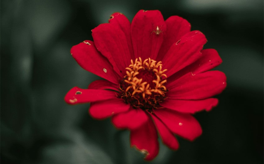 Japanese Names That Mean Red Flower