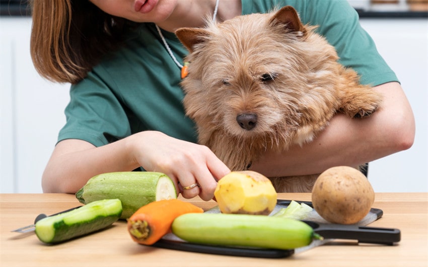 can dogs have potatoes