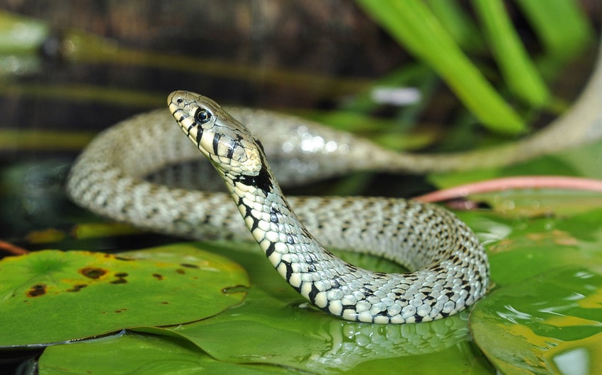 japanese names that mean snake