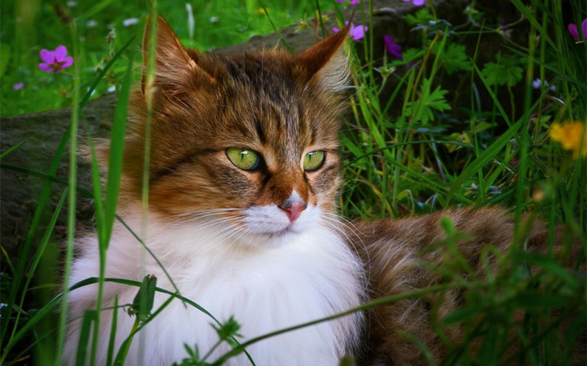 Female Japanese Names That Mean Cat