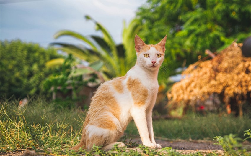 Male Japanese Names That Mean Cat