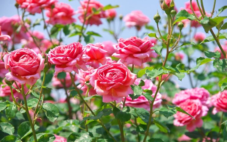 70 Beautiful Japanese Names That Mean Rose