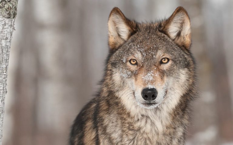 Discover 124 Names That Mean Wolf Across Different Cultures