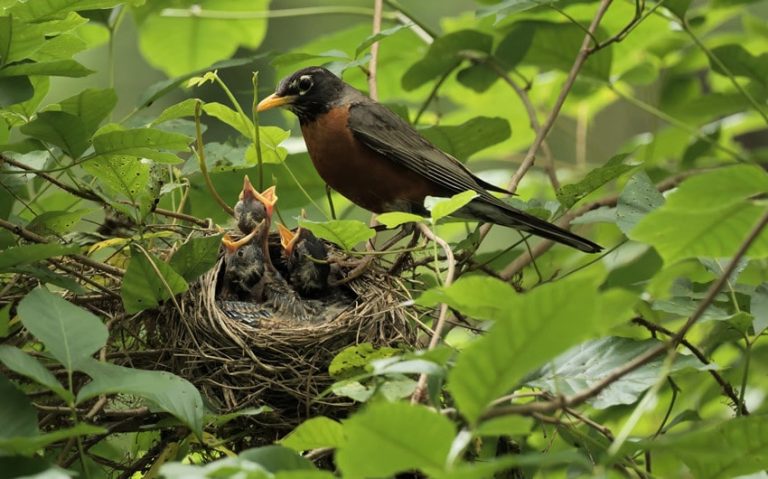 Nesting Season: How Birds Prepare for New Life in Spring