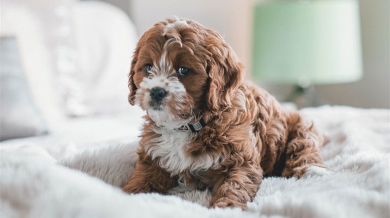 Cavapoo Care: What You Should Know About This Crossbreed