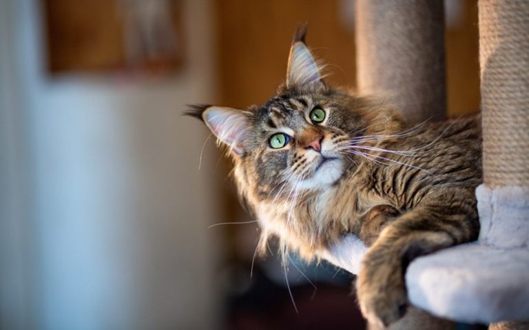 10 Fascinating Facts About Maine Coon Cats: Size, Personality, and More