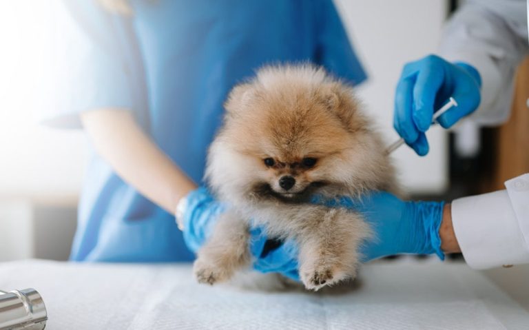 Vaccination Schedules For Puppies: What Every Pet Parent Should Know